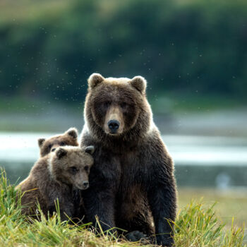 Fotografía titulada "Famille Grizzly en…" por Etienne Frankum, Obra de arte original, Fotografía digital