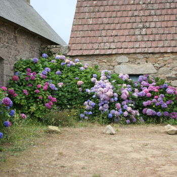 Photography titled "Festival d'hortensi…" by Etienne Sabattier, Original Artwork