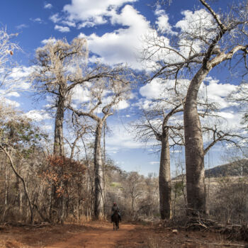 Photography titled "Barrigudas" by Eugenio Junior, Original Artwork