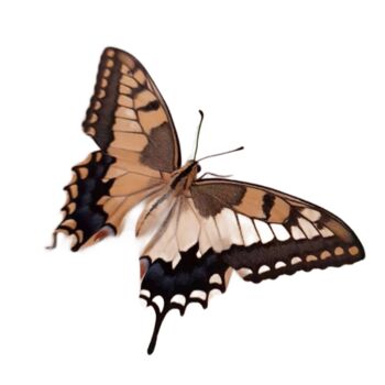 Digital Arts titled "Butterfly" by Evanthia Ralliou, Original Artwork, Digital Photography