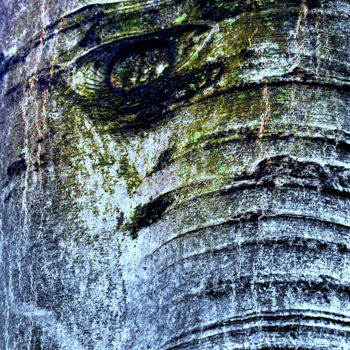 Photography titled "L'arbre qui se tait…" by Eve Cloarec, Original Artwork, Digital Photography