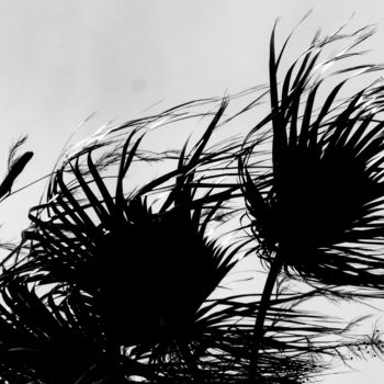 Photographie intitulée "Souffle le vent" par Eve Cloarec, Œuvre d'art originale, Photographie numérique
