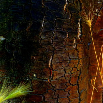 Photographie intitulée "Au pied des arbres 2" par Eve Cloarec, Œuvre d'art originale, Photographie numérique