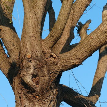 Fotografie getiteld "L'Arbre médusé" door Eve Cloarec, Origineel Kunstwerk, Digitale fotografie