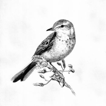 Drawing titled "Little bird 3" by Evgenii Fil, Original Artwork, Graphite