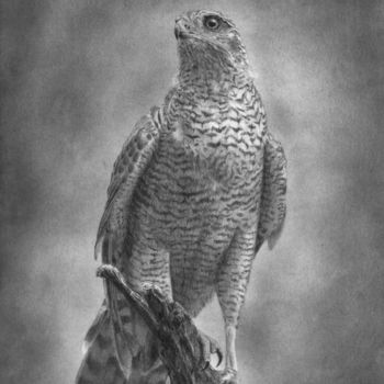 Drawing titled "Falcon" by Evgenii Fil, Original Artwork, Graphite