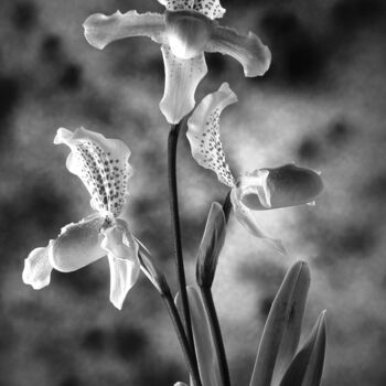 Fotografía titulada "Orchids#1" por Exors, Obra de arte original, Fotografía analógica