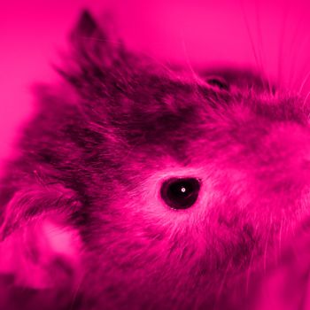 Fotografía titulada "Rato rosa" por Fabiano Ignacio, Obra de arte original