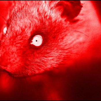 Fotografia intitolato "Rato vermelho" da Fabiano Ignacio, Opera d'arte originale