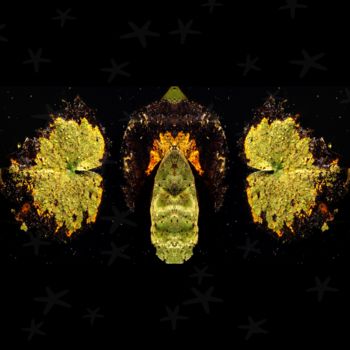 Fotografia zatytułowany „feuilles de nénupha…” autorstwa Fabienne Manunza, Oryginalna praca, Fotografia cyfrowa