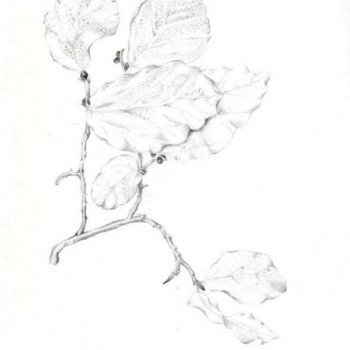 Рисунок под названием "parrotia persica" - Fabiola Bonghi, Подлинное произведение искусства, Другой