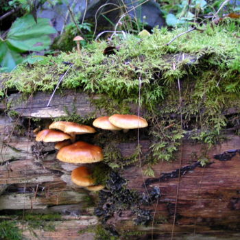 Photographie intitulée "champignon" par Fabrider73, Œuvre d'art originale