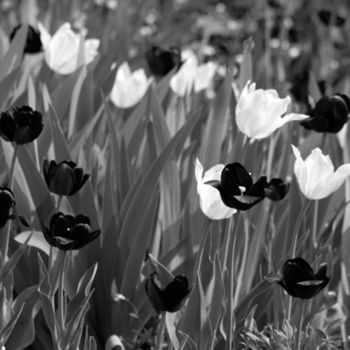 Photographie intitulée "Tulipes" par Fabrice Cadet, Œuvre d'art originale