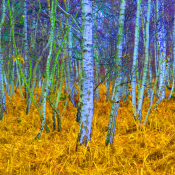 Arts numériques intitulée "Forêt psychédélique" par Fabrice Cadet, Œuvre d'art originale, Travail numérique 2D