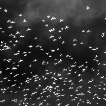Fotografia intitulada "Les oiseaux dans le…" por Fanny Lamolinairie, Obras de arte originais, Fotografia Manipulada