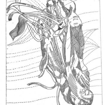 印花与版画 标题为“Anatomie IX” 由Bueb Fanny, 原创艺术品, 蚀刻