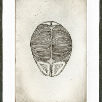 Druckgrafik mit dem Titel "Echinoidea Cranium…" von Bueb Fanny, Original-Kunstwerk, Radierung