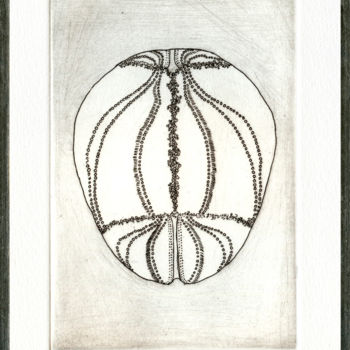 Druckgrafik mit dem Titel "Echinoidea Cranium…" von Bueb Fanny, Original-Kunstwerk, Radierung