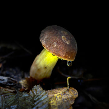 Fotografía titulada "Last Fungus 04" por Fatih Eseler, Obra de arte original, Fotografía digital