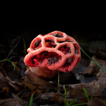 Photography titled "Last Fungus 01" by Fatih Eseler, Original Artwork, Digital Photography