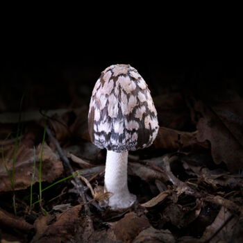 "Last Fungus 02" başlıklı Fotoğraf Fatih Eseler tarafından, Orijinal sanat, Dijital Fotoğrafçılık