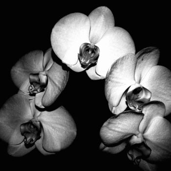 Photographie intitulée "Flowers" par Maëva Faure, Œuvre d'art originale, Photographie numérique