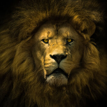 Photographie intitulée "King" par Feedeluz, Œuvre d'art originale, Photographie numérique