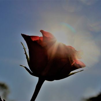 Fotografie mit dem Titel "Rose&Rayon de soleil" von Féemerode, Original-Kunstwerk