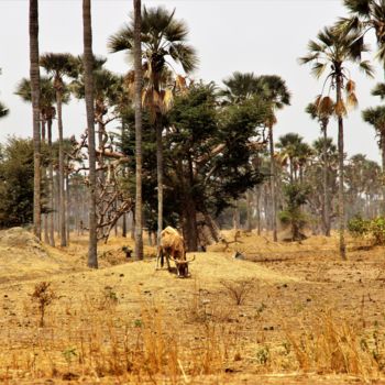 Photographie intitulée "Siné Saloum&Terre O…" par Féemerode, Œuvre d'art originale