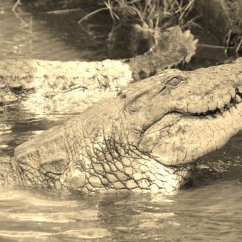 Photographie intitulée "Croco'Polis" par Féemerode, Œuvre d'art originale, Photographie non manipulée