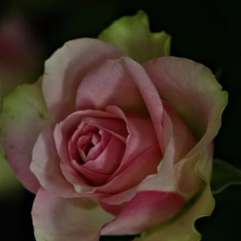 Fotografía titulada "Rose'Angélina'" por Féemerode, Obra de arte original, Fotografía no manipulada