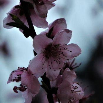 Photographie intitulée "Fleur&Tendresse" par Féemerode, Œuvre d'art originale, Photographie non manipulée