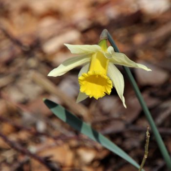 Photography titled "Jonquille&Significa…" by Féemerode, Original Artwork, Non Manipulated Photography