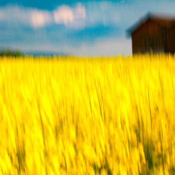 Fotografía titulada "Jaune printemps" por Luis Fernando Flores U., Obra de arte original