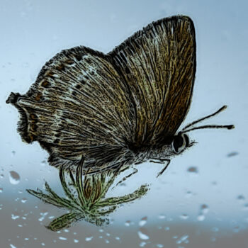 Digital Arts titled "Mariposa 2" by Fernando Barreiro Rios, Original Artwork, 2D Digital Work