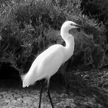 Photography titled "Aigrette" by Fernand Piaroux, Original Artwork