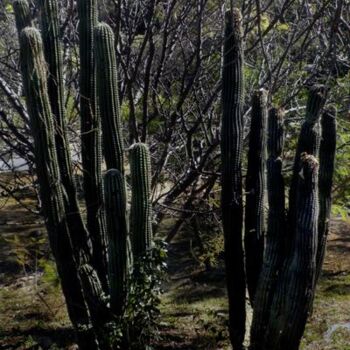 "Mexico 2010 19" başlıklı Fotoğraf Fernanda Carvalho tarafından, Orijinal sanat