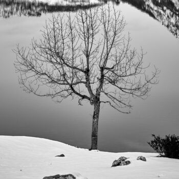 Fotografie getiteld "tree reflection" door Fernando David Amador De Paz, Origineel Kunstwerk, Digitale fotografie