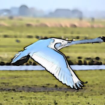 Fotografía titulada "A Majestic Swan in…" por Fetux_lines, Obra de arte original, Acrílico