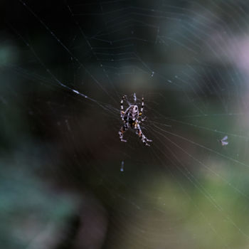 Photography titled "The spider spins it…" by Myriam, Original Artwork, Digital Photography