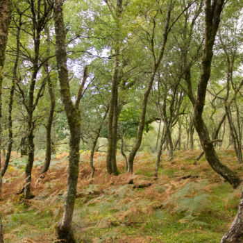 Fotografia zatytułowany „Birch forest” autorstwa Myriam, Oryginalna praca, Fotografia cyfrowa
