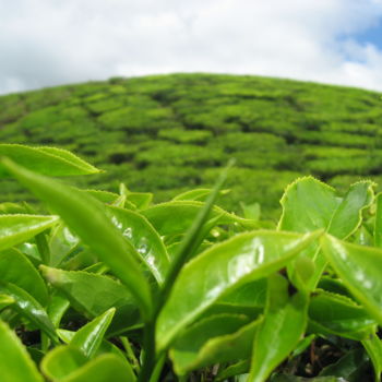 제목이 "Tea bush"인 사진 Myriam로, 원작, 디지털