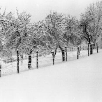 Fotografia zatytułowany „Verger sous la neige” autorstwa Francois-Henri Louchet, Oryginalna praca
