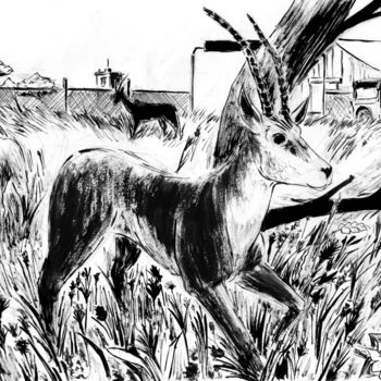 Desenho intitulada "Antilopes dans un p…" por Fidel Durana, Obras de arte originais, Tinta