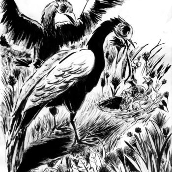 Drawing titled "Deux grands oiseaux" by Fidel Durana, Original Artwork, Ink