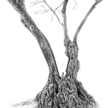 Zeichnungen mit dem Titel "Olive Tree" von Fikret Özcan, Original-Kunstwerk, Graphit