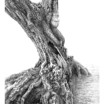 图画 标题为“Olive Tree-2” 由Fikret Özcan, 原创艺术品, 石墨