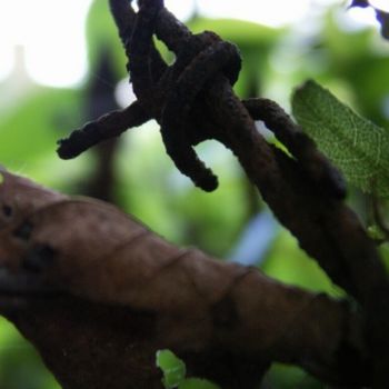 Photographie intitulée "TO7.jpg" par Florence Arcidiacono, Œuvre d'art originale