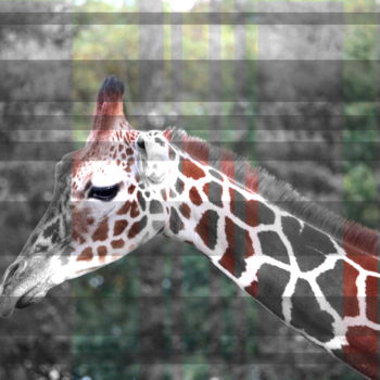 Digitale Kunst mit dem Titel "Gris comme girafe" von Flo Klavaro, Original-Kunstwerk, Fotomontage
