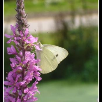 Fotografie mit dem Titel "Papillon, citron bl…" von Floods Dimebag, Original-Kunstwerk